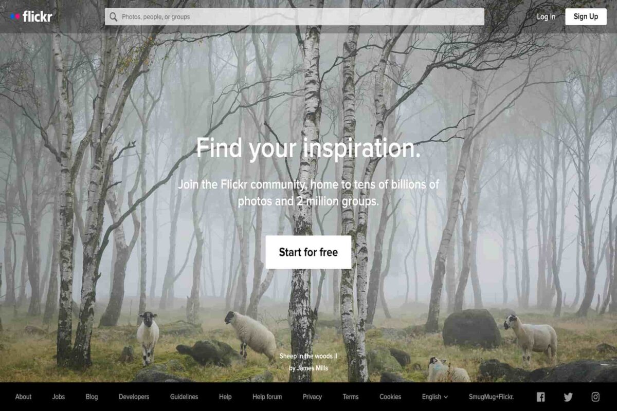Flicker website showcasing four white sheep standing on green grass near tall trees